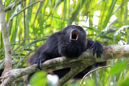 Un mono aullador mexicano, en una selva en el sureste del país.