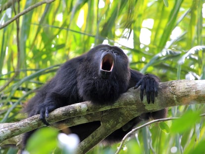 Un mono aullador mexicano, en una selva en el sureste del país.