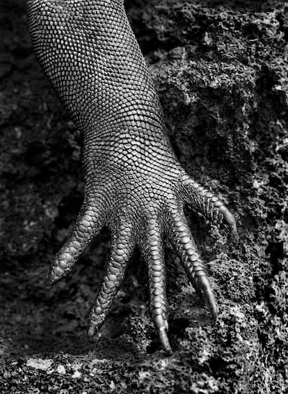 La pata de una iguana en las islas Galápagos, una de las imágenes que Sebastião Salgado tomó durante una serie de 32 viajes por todo el mundo entre 2004 y 2012 en busca de la naturaleza primigenia y que plasmó en la obra 'Génesis'.
