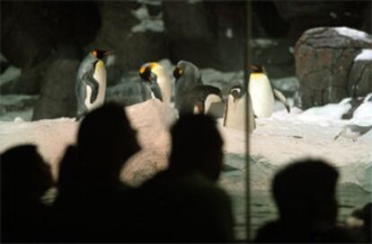 Pingüinos en el pabellón polar de Faunia, en Madrid.