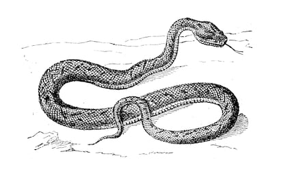 Antique animal illustration: Vipera