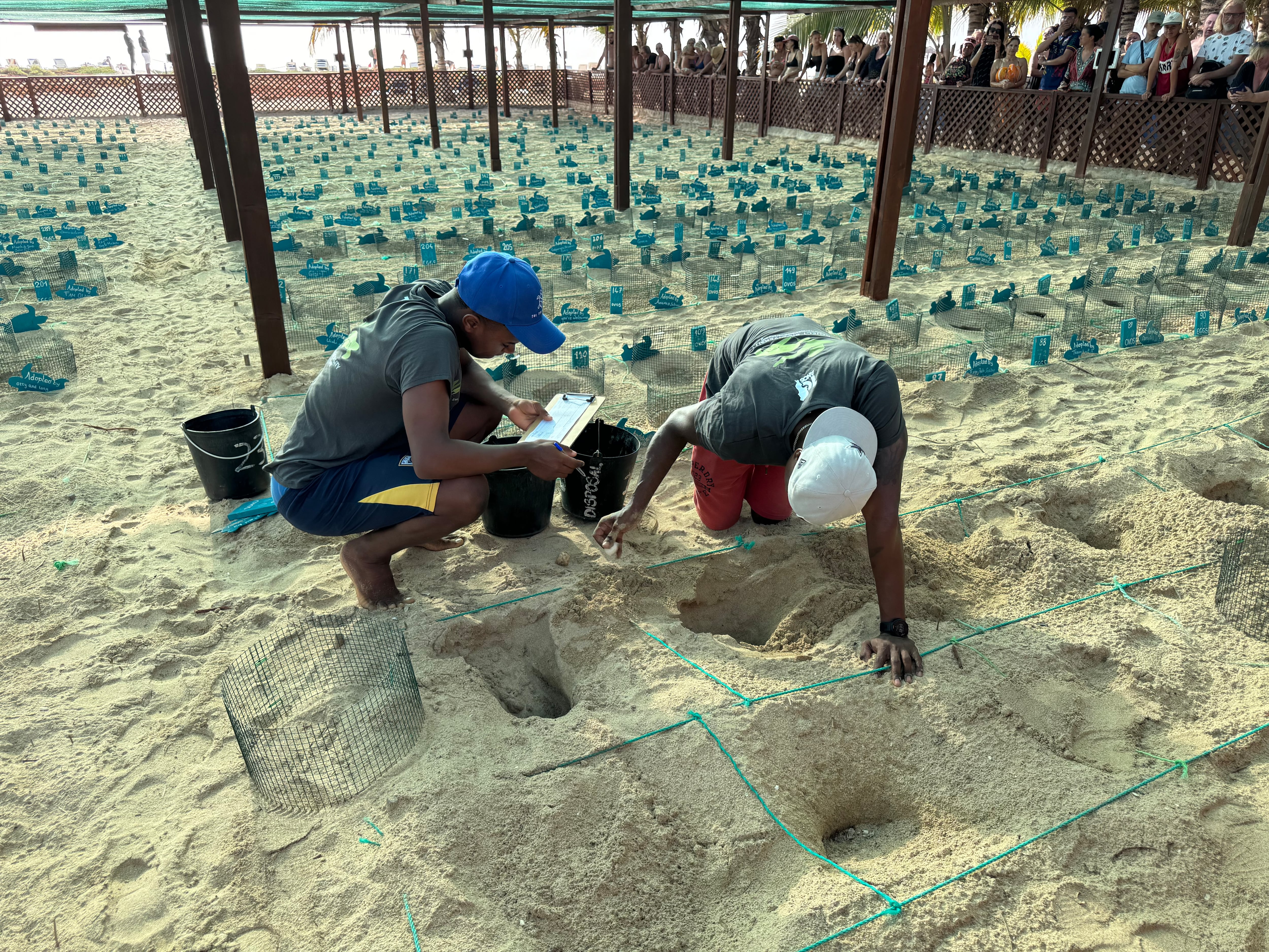 Miembros del Proyecto Biodiversidad ayudan a unas crías de tortuga a salir de sus huevos en septiembre de 2025.