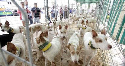 Feria de Intercaza celebrada en Córdoba.