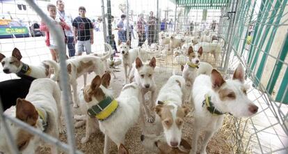 Feria de Intercaza celebrada en C&oacute;rdoba.