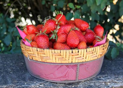 En mayo aún puedes disfrutar de las fresas