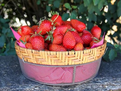 En mayo aún puedes disfrutar de las fresas