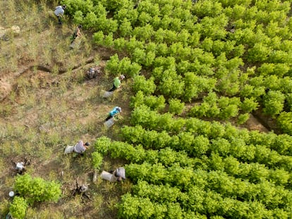 Cultivos de coca en Tibú, Norte de Santander, Colombia.