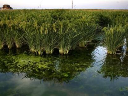 Una zona de arrozales en Villafranco del Guadalquivir (Sevilla).