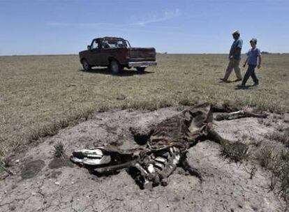 Dos ganaderos pasan junto a los restos de una vaca muerta por la sequía en Benito Juárez, 400 kilómetros al sur de Buenos Aires.