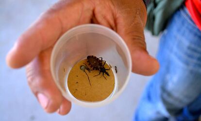 La vinchuca es el vector del chagas. Esta fue recogida en Punata (departamento de Cochabamba, Bolivia).