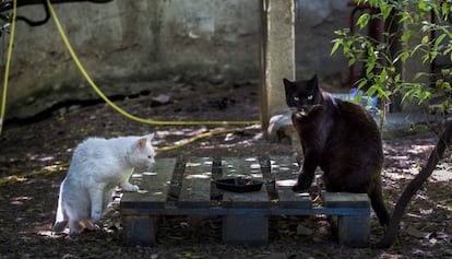 Una colonia de gatos callejeros en Barcelona. 