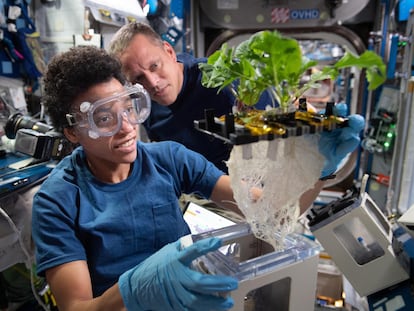 En esta imagen del 24 de junio de 2022, los astronautas de la NASA Jessica Watkins y Bob Hines trabajan en la investigación de botánica espacial para probar métodos para cultivar plantas sin tierra.