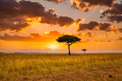Acacia africana en la sabana de Kenia. 