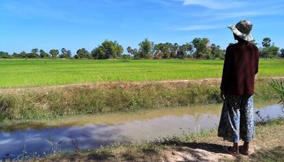 Una vecina de Ou Ta Prok (Camboya) contempla los arrozales cultivados frente a su pueblo a principios de noviembre de 2019.