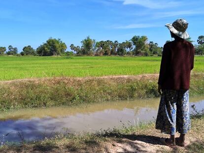Una vecina de Ou Ta Prok (Camboya) contempla los arrozales cultivados frente a su pueblo a principios de noviembre de 2019.