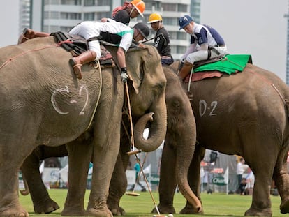 Varios jugadores disputan un partido de polo sobre elefantes el pasado 8 de marzo, en la ciudad de Bangkok (Tailandia).
