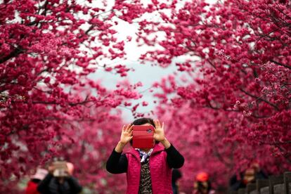 Una mujer fotografía cerezos en flor en Taichung (Taiwán).