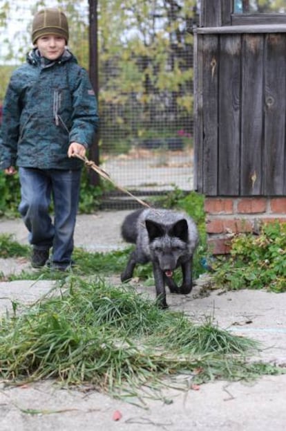 El experimento va por quincuagésima generación y ha llegado a tener más de 600 zorros domesticados.