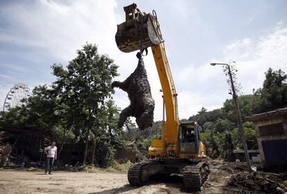 Una excavadora retira el cadáver de un oso en el zoológico en Tbilisi (Georgia) muerto tras las fuertes lluvias caídas en la zona. Las inundaciones, que se cobraron 17 muertos según los últimos datos ofrecidos por las autoridades, arrasaron el zoológico. Dejaron en libertad a decenas de animales, osos, leones, tigres, e incluso, cocodrilos. Casi la totalidad fueron capturadas o abatidas.