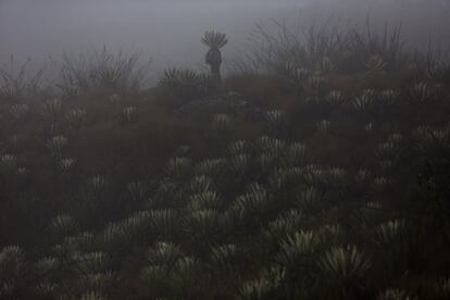 Páramo en el Parque Nacional de Chingaza, en Colombia