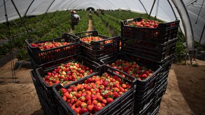 Cajas de fresas en un invernadero de Almonte, Huelva