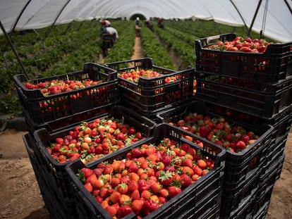 Una finca de frutos rojos de Almonte, Huelva.