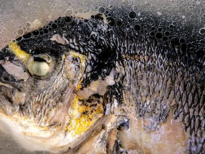 A este lado del Mediterráneo el pescado hervido está en el esquema fundacional de la cocina.