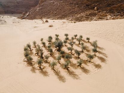 La celebración de Desert X AlUla 2022, una muestra bianual, incluye programas de formación de mediadores de arte, eventos relacionados con la fotografía y el cine, talleres y otras actividades vinculadas a la danza y la música que tienen lugar en la propia ciudad de AlUla. <br></br> En AlUla no es habitual encontrar olivos, y es precisamente lo que ha querido destacar el artista palestino Khalil Rabah plantando aquí este olivar (titulado ‘Grounding’). “Están en el desierto como seres vivos desplazados de su tierra y anhelando ser repatriados, como una exploración del territorio, la supervivencia y la ciudadanía”, reflexiona sobre la obra la organización. Al finalizar la exposición, los árboles serán trasplantados a otro enclave.