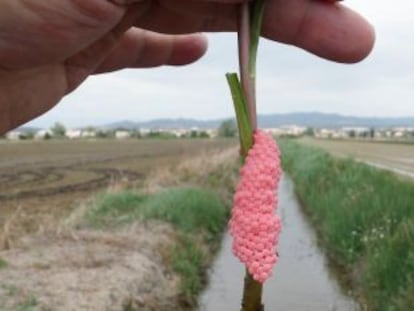 Huevas de caracol manzana en el Delta del Ebro.