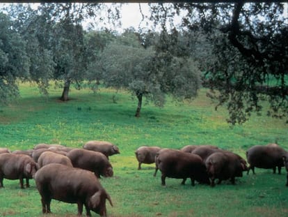 Piara de cerdos en una dehesa en Extremadura