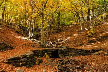 El otoño colorea los montes del macizo de Ayllón, a caballo entre Segovia y Guadalajara, donde habita un hayedo (en la imagen) al que bautizaron por sus tejos. Un relicto bosque de hayas salpicado de oscuros tejos, que sobrevive al paso del tiempo en unas latitudes en las que no debería tener cabida.