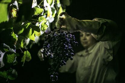 Las bodegas Luis Pérez produce finos y olorosos, los vinos típicos de Jerez. "Quisimos llegar más lejos, hacer algo diferente, por eso producimos un tipo de tinto dulce con uva tintilla de Rota", explica Pérez hijo. Los vinos producidos por esta variedad de uva tuvieron su máximo esplendor en el siglo XIX, cuando existían 119 variedades de vid en la zona. Desde 1894, año de la plaga de filoxera que asoló los viñedos de Jerez, solo hay tres.