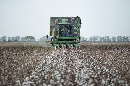 Una cosechadora de fibra de algodón de 'husillos cilíndricos' recoge cuatro líneas de cultivo a la vez.