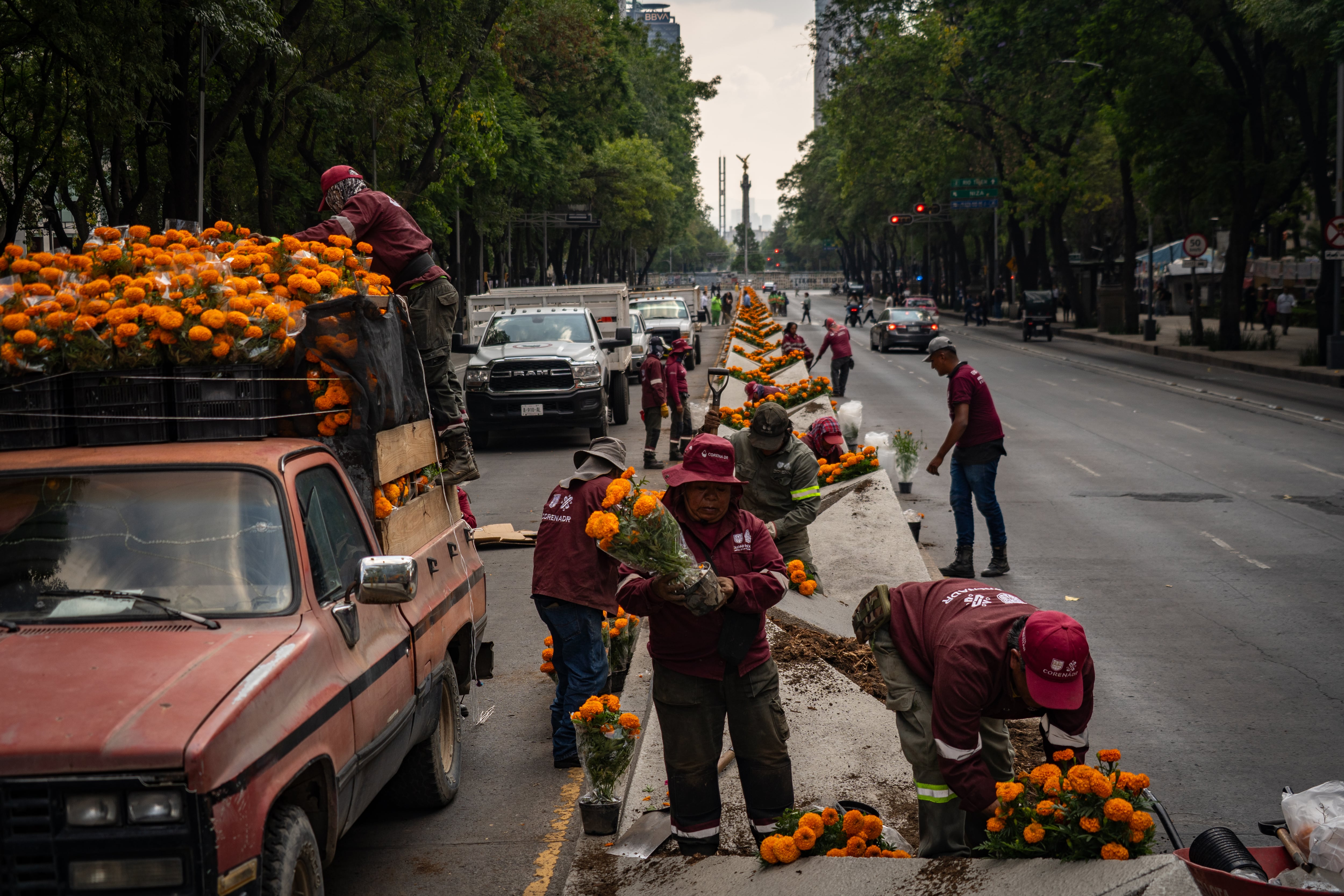 El Mundial adelanta la temporada del cempasúchil en Ciudad de México