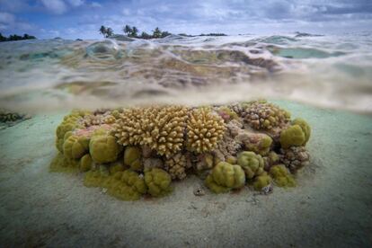 Arrecifes de coral en la laguna del atolón Toau, a unos 400 kilómetros de Tahití en el archipiélago Tuamotu, en la Polinesia francesa.