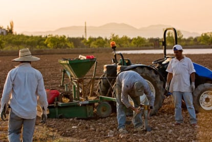 Varios agricultores trabajan en un campo de cultivo mallorquín.