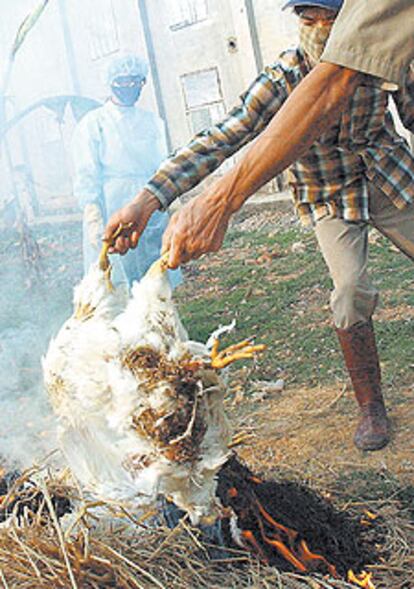 Dos vietnamitas queman aves infectadas por la <i>gripe del pollo</i> en la provincia de Ha Tay, en febrero pasado.