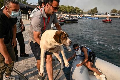 Además de personas, las mascotas también han sido evacuadas en barcas. Los incendios forestales se reavivaron en la zona metropolitana de Volos, en su frente costero, desde la propia ciudad hasta Nea Anchialos