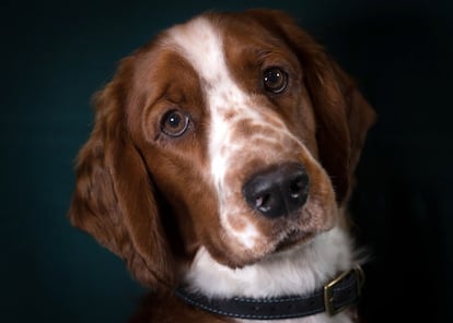 Dewi, una perra de 8 meses de la raza Springer Galés.