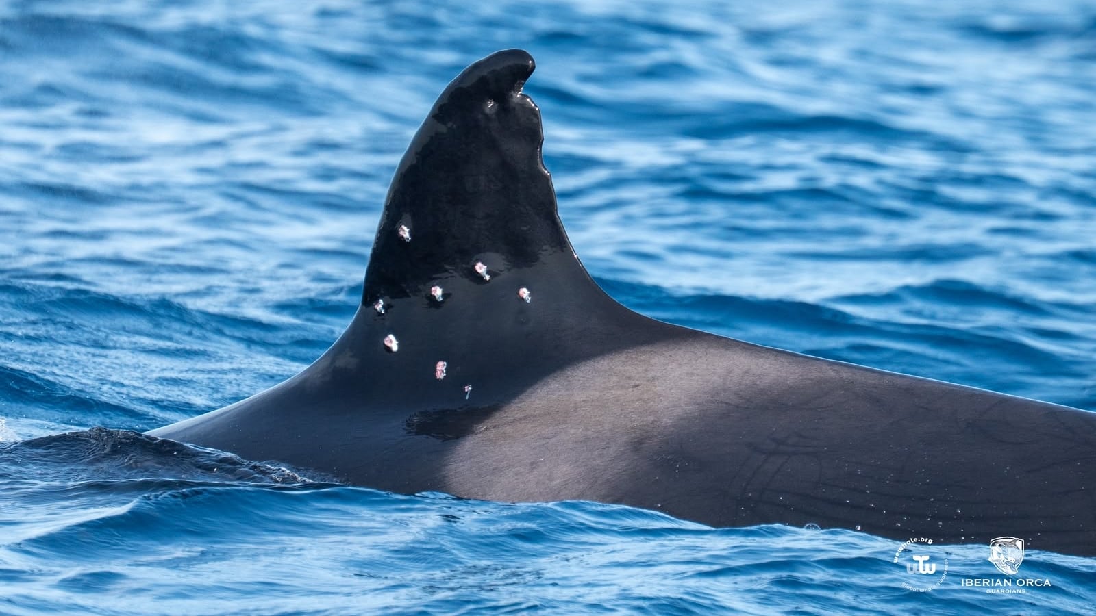 El Gobierno ve delito en los disparos a la orca ‘Toñi’ y traslada la investigación a la Fiscalía y la Guardia Civil