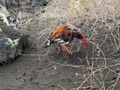 Un gallo de pelea con heridas.