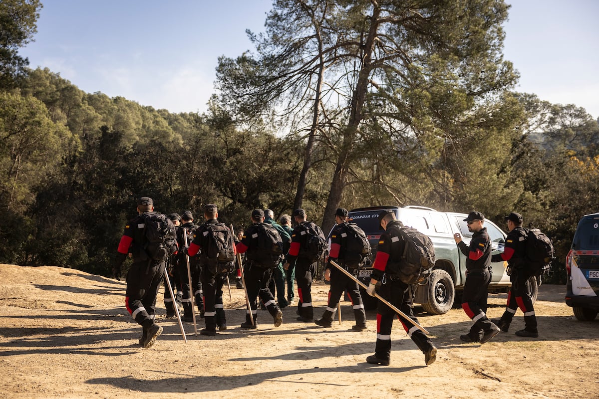 Los agentes encuentran unos 50 jabalíes muertos en la zona delimitada por la peste porcina de Collserola