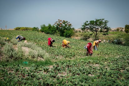 Day laborers work in the fields of Lendeng, in Rufisque. Women from the humblest families in rural areas have no easy access to education; for many of them, working in the fields is practically the only option.