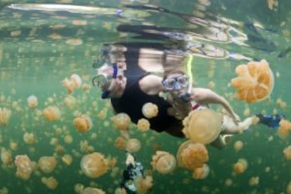 Snorkel en el lago de las Medusas, isla de Eil Malk, en el archipiélago de las Palau (Micronesia).