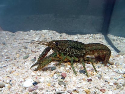 Ejemplar de cangrejo de río jaspeado capturado en Bélgica.