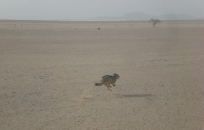 El lobo fotografiado por Rafael Hernández Mancha en 2008 cerca de la frontera entre Marruecos y Mauritania.