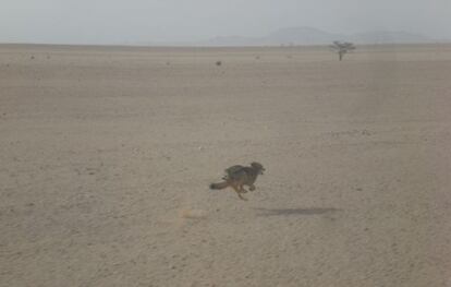 El lobo fotografiado por Rafael Hernández Mancha en 2008 cerca de la frontera entre Marruecos y Mauritania.