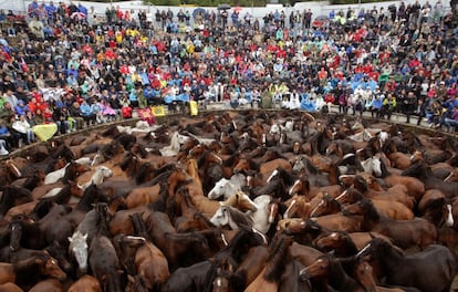 Los caballos se agrupan en el "curro" momentos antes de que comience la rapa.