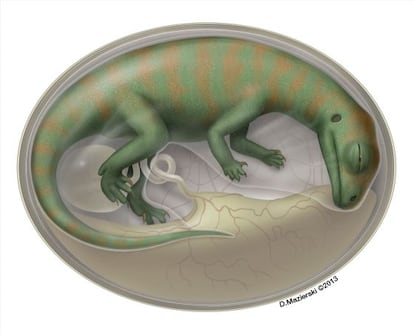 Ilustración de un embrión de dinosaurio dentro del huevo.