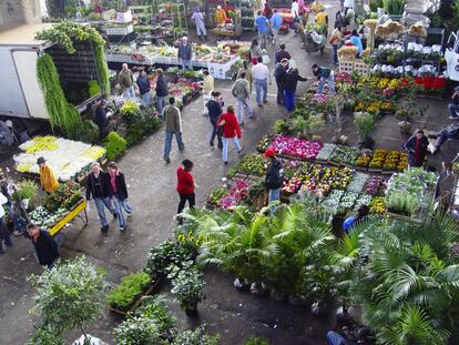 Na chegada você tem a impressão de que está prestes a entrar em um universo descompassado com seu espírito. Seu objetivo é comprar umas plantinhas, aumentar seu contato diário com a natureza nessa cidade cada vez mais cinza. Esperava uma vibe mais de paz para esse seu momento zen. Mas, amigo, ali é caos: é rebolar para escapar de carrinhos carregados de vasos (os motoristas são profissionais), é ignorar esbarrões de pessoas apressadas cujos olhos apontam planilhas de compras (elas são organizadas), é saber que às vezes falta luz (mas ela pode voltar rápido). Você entra meio desconfiado, mas logo começa a descobrir os motivos que fazem a visita valer a pena: aquela planta que você quer, plantólatra, está ali. E as que você não sabia que queria, também. E elas custam tão mais barato que nas floriculturas (em média de 10 a 15 reais um vaso médio) que vai ser sua vez de contratar o carrinho quase atropelador (a 25 reais) para carregá-las para o carro. É tanta coisa acontecendo ali que a cada visita é possível descobrir um box inteiramente novo pra você. No fim, o que mais me atrai na Feira de Flores da Ceagesp é que ela é uma síntese de São Paulo: um lugar caótico, feio à primeira vista, mas que quando você começa a entender descobre suas muitas belezas. E se vicia.